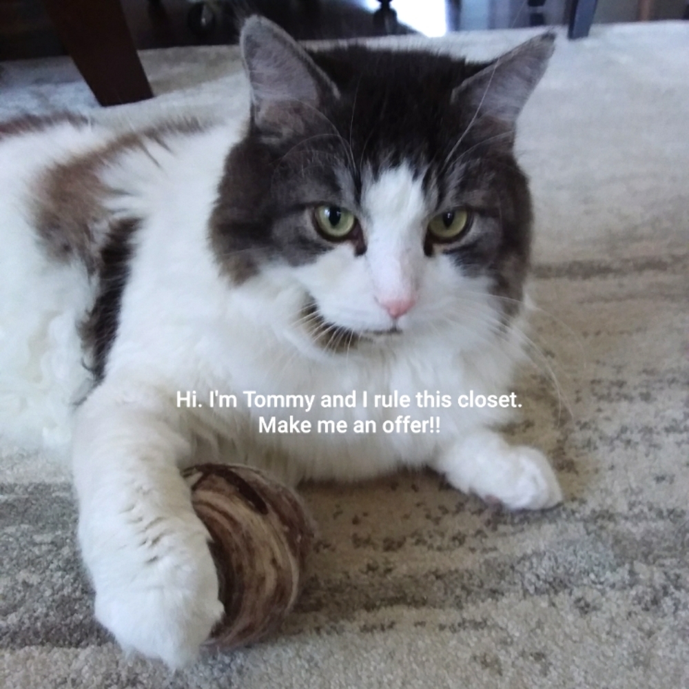 Beloved family cat